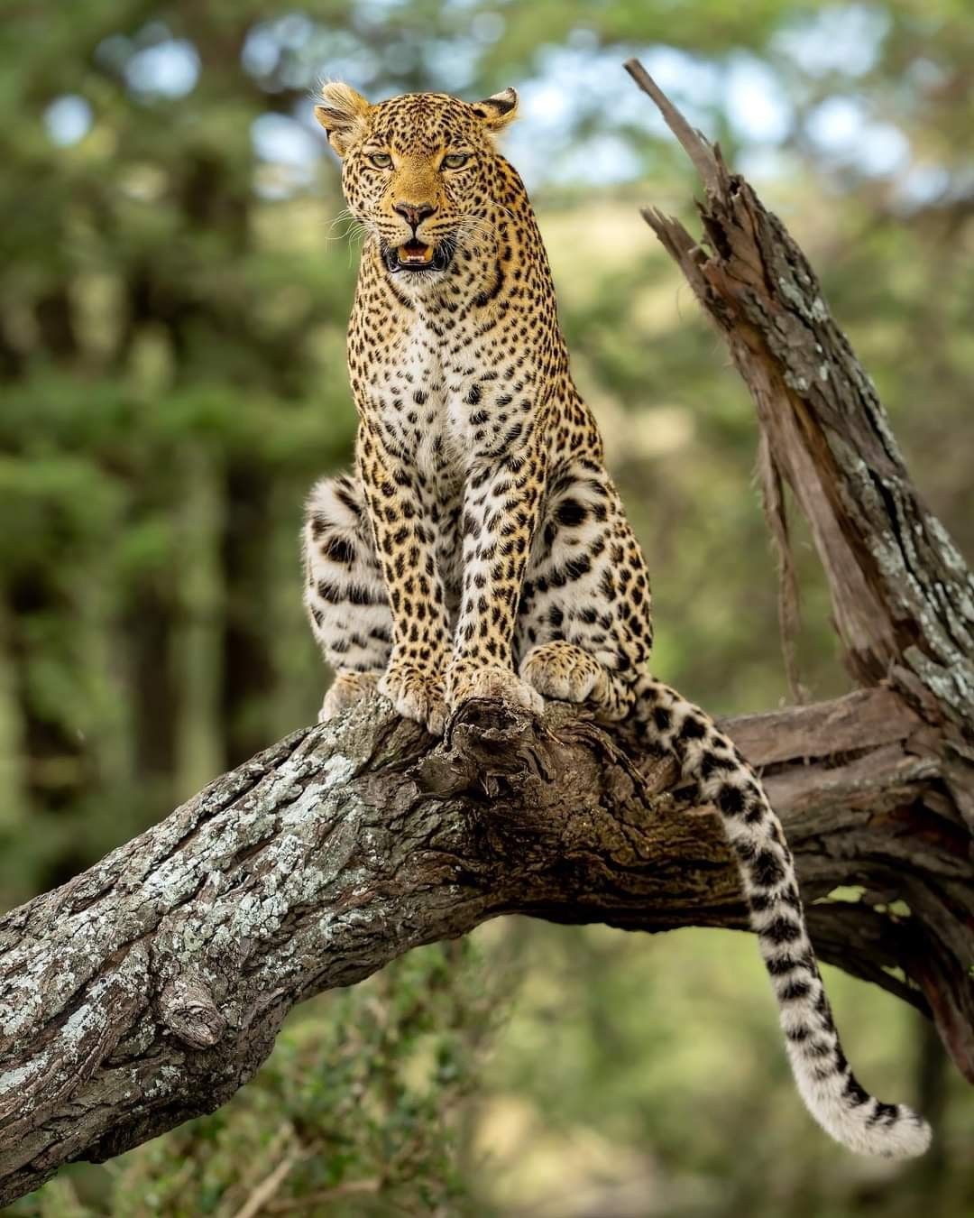 Ruaha National Park