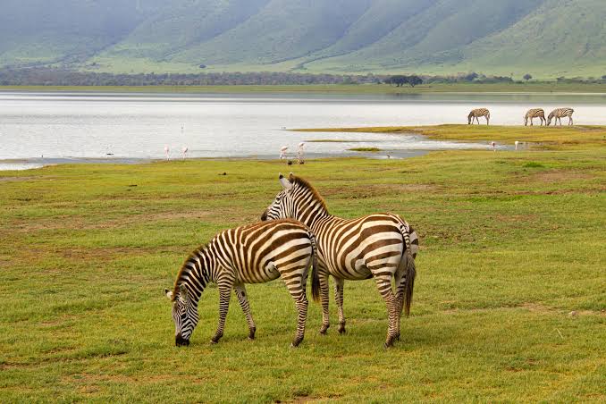 Ngorongoro Crater
