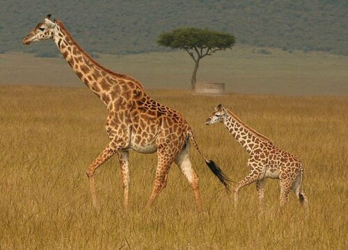 Common Safari Mistakes First-Time Visitors Should Avoid