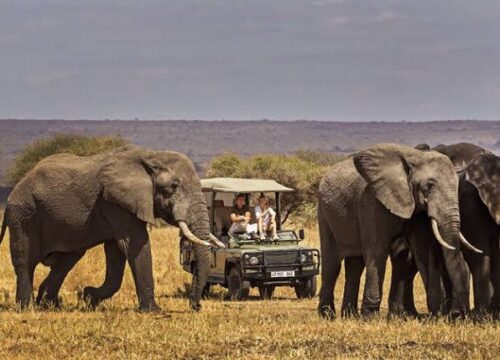 2-Day Safari from Zanzibar to Nyerere National Park