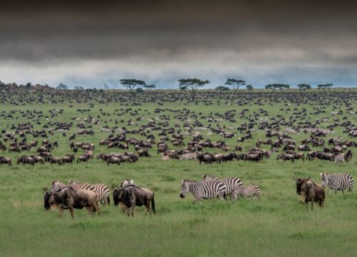 Why Tanzania Is the Ultimate Safari Destination
