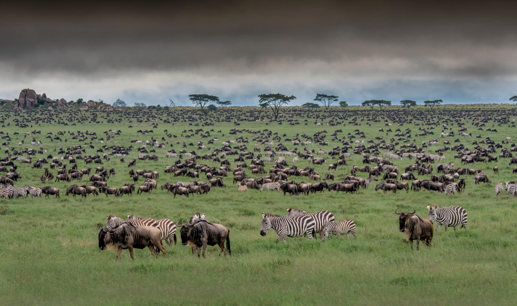 Why Tanzania Is the Ultimate Safari Destination